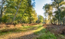 Holme Fen