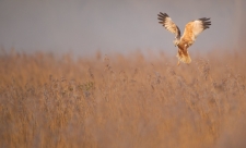 Marsh Harrier