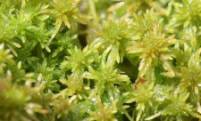 Sphagnum Moss