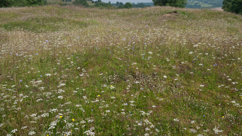 Calaminarian grassland