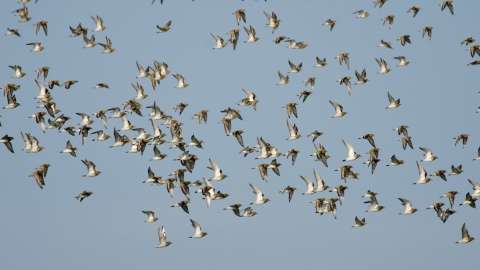 Golden Plover