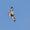 Rough-legged buzzard over Froghall 11 Nov 2018