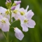 Cuckooflower