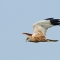 Marsh harrier