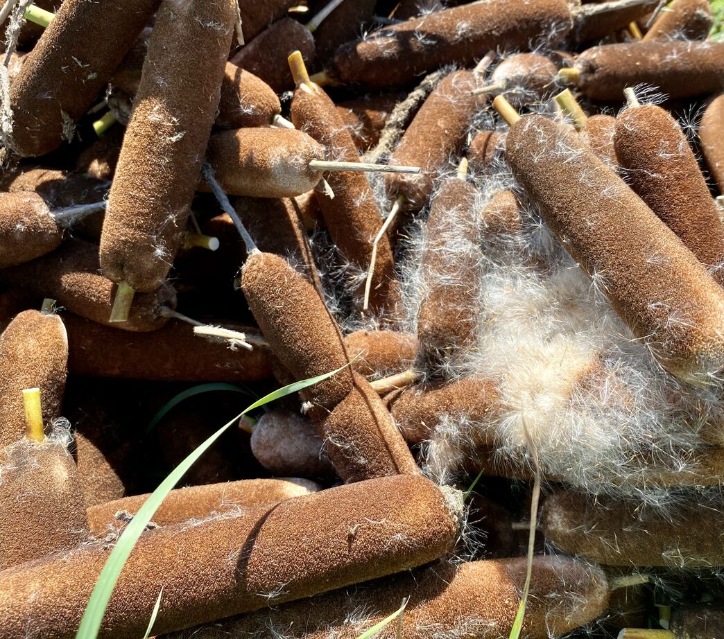 Transforming Typha for Sustainable Construction | The Great Fen