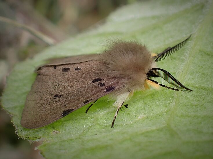 April sightings | The Great Fen