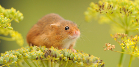 Harvest Mouse