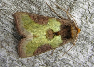 Burnished Brass Corneys 10 June 2016 credit: Henry Stanier