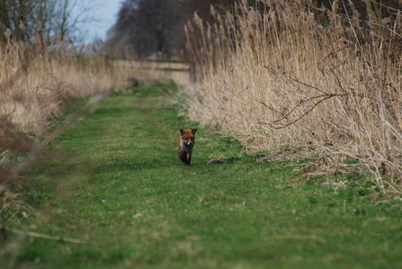 Fox in the fen