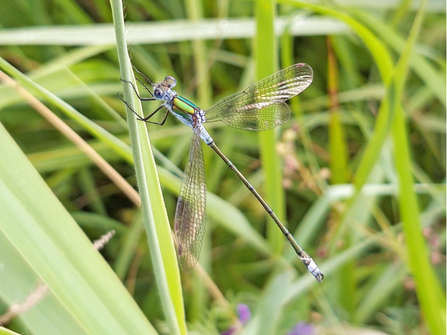 Emerald damselfly at Woodwalton Fen