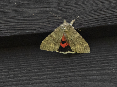 Red underwing by Kate Bailey