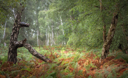 Holme Fen 'Beauty and the Beast'