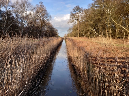 Holme Fen