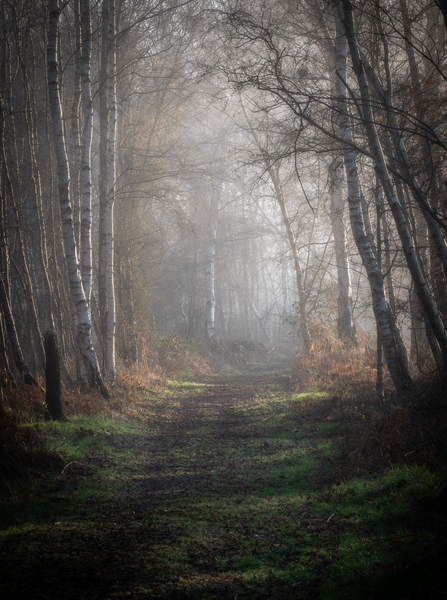 Holme Fen path