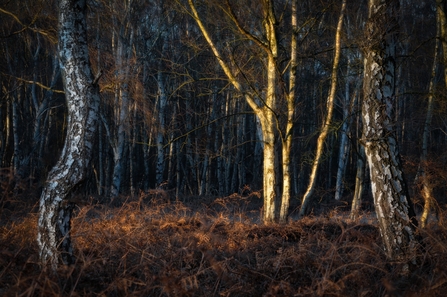 Holme Fen 'Silver and Gold'