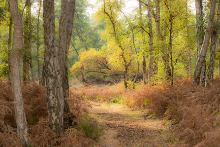 Autumn colours of birch and bracken at Holme Fen
