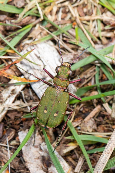 Green tiger beetle at Holme Fen