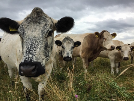 British White cattle on Great Fen