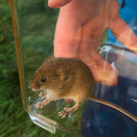 Small mammal surveying at Engine Farm