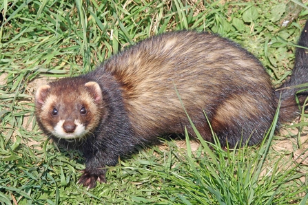 Polecat