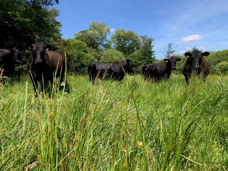Cattle at Woodwalton Fen