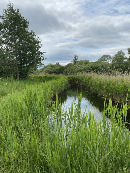 Woodwalton Fen
