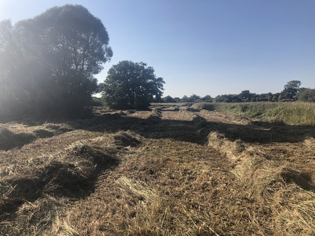 Cut vegetation raked into rows ready to be pushed off