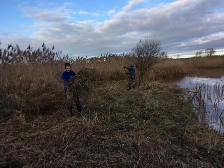 Two volunteer adults one holding armful of plant matter, one raking, next to water and tall reeds