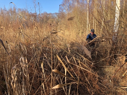 Man carrying birch branches in front of birch trees, part hidden behind reeds