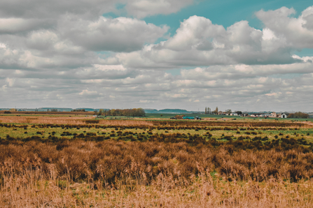 landscape view of reed beds, grassland, tree lines and farm buildings. 