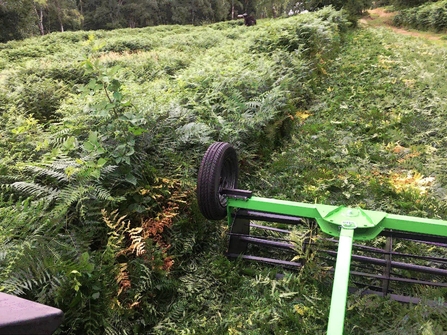 Rolling blades on wheels over green bracken leaves