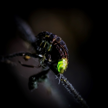 Great Fen female glow-worm 