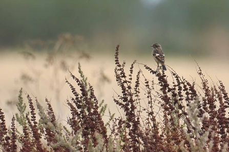 Great Fen stonechat by Guy Pilkington