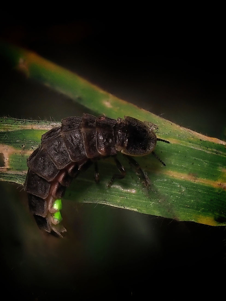 Female glow-worm by Guy Pilkington