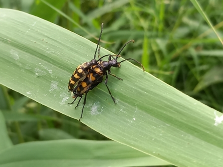 Four-banded longhorn beetle (Leptura quadrifasciata) by Henry Stanier