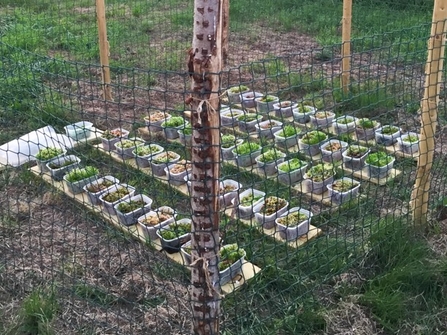 50 plastic boxes on the ground in 5 rows filled with moss and surrounded by a plastic fence