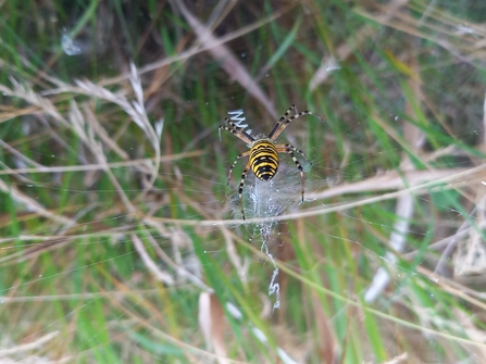 Wasp spider