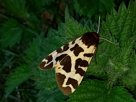 Garden tiger by Henry Stanier