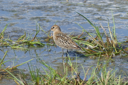 Dunlin by Henry Stanier