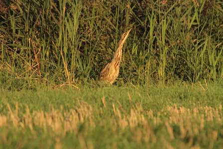 Bittern at Speechly's Farm by Henry Stanier