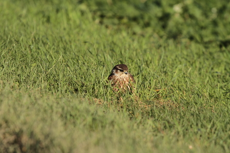 Merlin at Great Fen by Henry Stanier