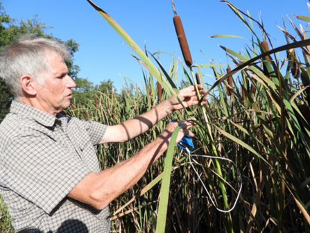 Aldert Van Weeren stands holding typha plant