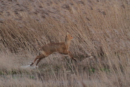 Chinese water deer running through water