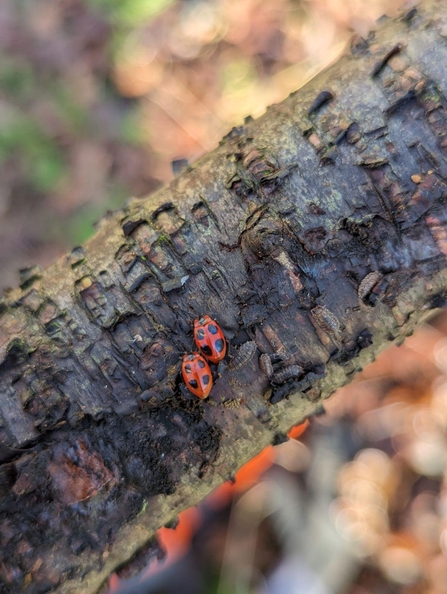 A pair of adult false ladybirds