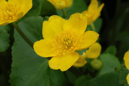 Marsh marigold flower by Henry Stanier