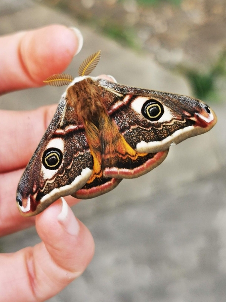 Emperor moth male