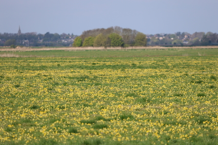 Cowslips in flower at Engine Farm April 2025