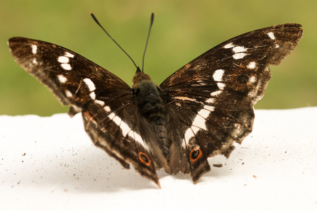 Close up picture of a brown butterfly, with a bold white line down the middle of each wing.