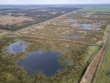 Drone image of fields with various vegetation heights and lots of standing water. Behind, Woodwalton Fen NNR