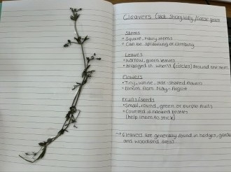 A lined notebook with a stem of cleavers stuck to one page and written description on the other